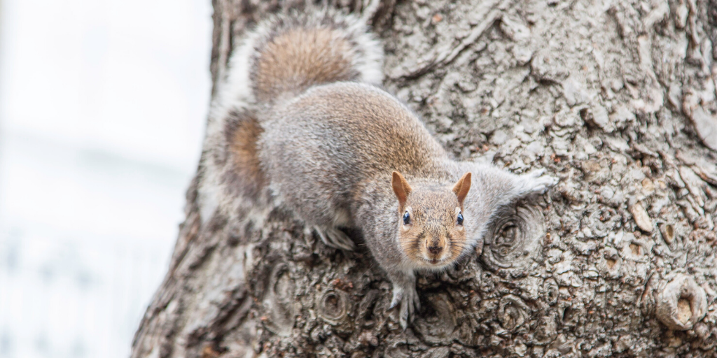 Have you been upstaged by a squirrel?